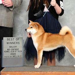 Shiba Inu All Grown Up from Texa's Shiba Inus