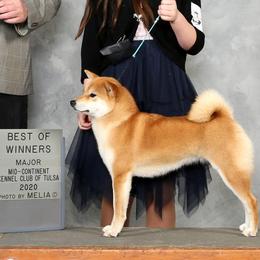 Shiba Inu All Grown Up from Texa's Shiba Inus