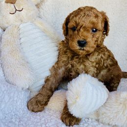 Maltipoo Puppies from Little Loves Maltipoos