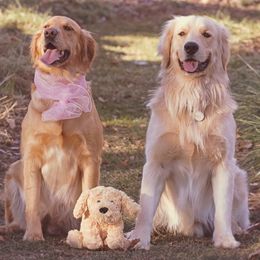 Golden Retrievers from West Mountain Golden Retrievers
