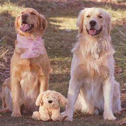Golden Retrievers from West Mountain Golden Retrievers