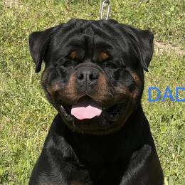 Mamba - Rottweiler