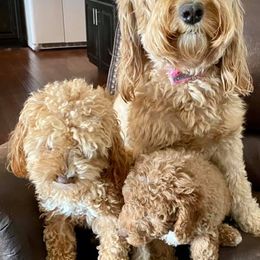 Cavapoos and Goldendoodles from Steph-J’s Doods & Cavapoos
