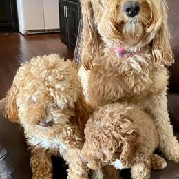 Cavapoos and Goldendoodles from Steph-J’s Doods & Cavapoos