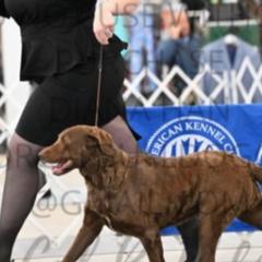 Chesapeake Bay Retrievers and Wire Fox Terriers from MadFox