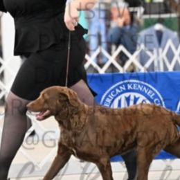 Chesapeake Bay Retrievers and Wire Fox Terriers from MadFox