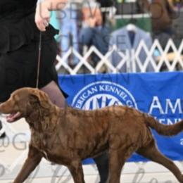 Chesapeake Bay Retrievers and Wire Fox Terriers from MadFox