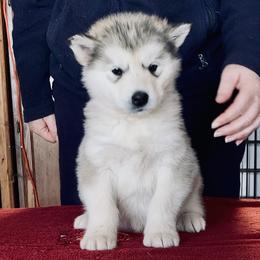 Crumpet - Gray and white female Alaskan Malamute puppy in Palmyra, Michigan from Illusion Kennel