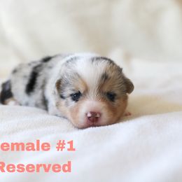 Girl 1 - American Corgi puppy in Ferndale, California from Roscoe Ranch Corgis