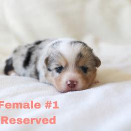 Girl 1 - American Corgi puppy in Ferndale, California from Roscoe Ranch Corgis