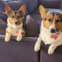 Pembroke Welsh Corgi Puppies from Dream Catcher Corgis