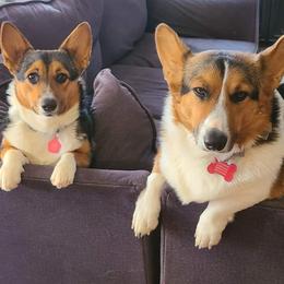 Pembroke Welsh Corgi Puppies from Dream Catcher Corgis