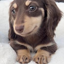 Chocolate and Cream -- Male - Chocolate and cream male Dachshund puppy in Kalama, Washington from Dazzling Doxies