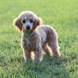 Jack - Apricot male Poodle puppy in Green Forest, Arkansas from Horseshoe Drive Kennel