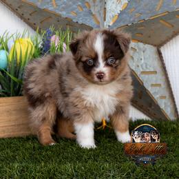Blazing - Red merle male Toy Australian Shepherd puppy in Granbury, Texas from Best Little Aussies