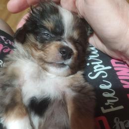 Miguel - Blue merle male Miniature Australian Shepherd puppy in Hartselle, Alabama from ELSRi’s Crimson Cross Mini Aussies