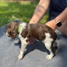 Brittany Puppies from Rocking L Farms