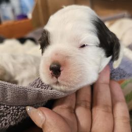 Cocker Spaniel Puppies from Carvajal Cockers