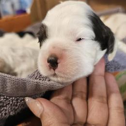 Cocker Spaniel Puppies from Carvajal Cockers
