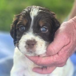 Light blue boy - Black white and tan male English Springer Spaniel puppy in Henagar, Alabama from Windy Oak Kennels