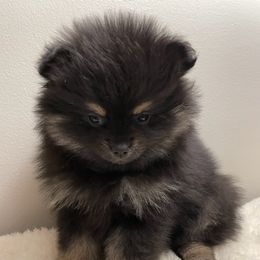 Pomeranian Puppies from Nikki’s lil Pomeranians