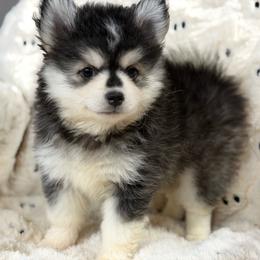 Saint - Black and white male Pomsky puppy in Casa Grande, Arizona from Arizonas Pomsky Squad