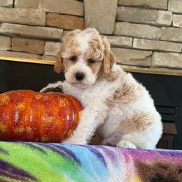 Sam - Red and white male Cockapoo puppy in Holton, Indiana from MoonShine Babies / OZ