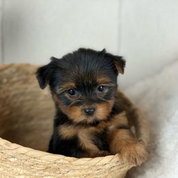 Magnolia - Black and tan female Yorkshire Terrier puppy in Liberty, Texas from Tiny Yorkshire pups