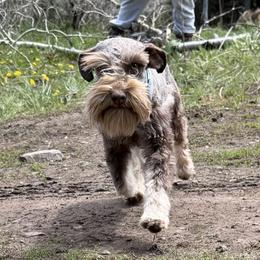 Cadbury - Miniature Schnauzer