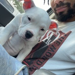 American Bully Puppies from D1.Bullz.And.Thangz