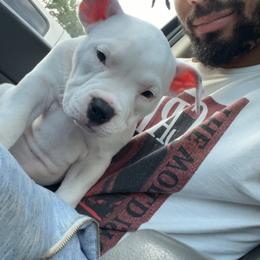 American Bully Puppies from D1.Bullz.And.Thangz