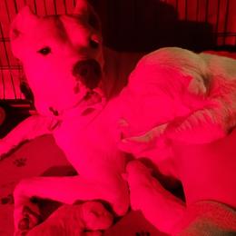 Dogo Argentino puppies from De la Fuerza De Dios