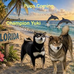 BIS BISS Gr Champion Tanner - Shiba Inu