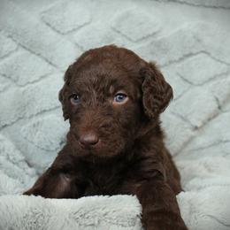 Gnocchi - Chocolate male Labradoodle puppy in Lanexa, Virginia from Lees Reach Farm