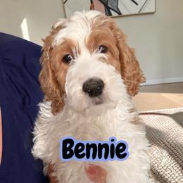 Bennie - Parti male Springerdoodle puppy in Murrells Inlet, South Carolina from SpringerDoodles at the Beach