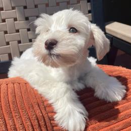 Marcus - Wheaten male Miniature Schnauzer puppy in Interlachen, Florida from Pam's Schnauzers
