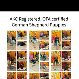 German Shepherd Puppies from Georgene German Shepherds