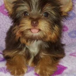 Shiba Inu and Yorkshire Terrier Puppies from Royal Kennels