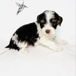 Yorkshire Terrier Puppies from Hummingbird Farm & Gardens
