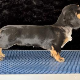 Panzaroo - Dachshund