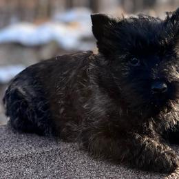 Luna - Red brindle female Cairn Terrier puppy in Mountain Grove, Missouri from CreekTop