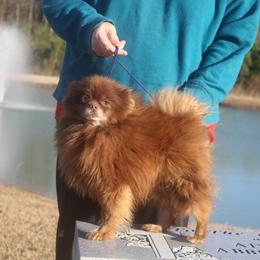 Pudding - Pomeranian