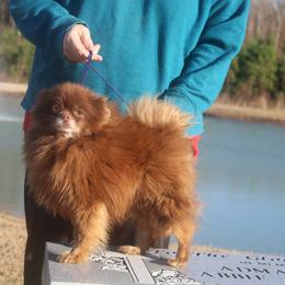 Pudding - Pomeranian