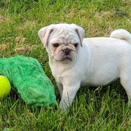 Pugs from Peekaboo Pugs
