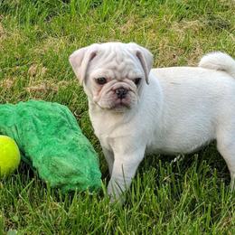 Pugs from Peekaboo Pugs