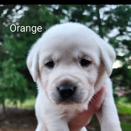 Orange collar - Yellow female Labrador Retriever puppy in Mossyrock, Washington from White River Labradors