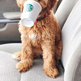 Australian Labradoodle Puppies from Willow Ridge Labradoodles