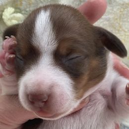 Moose - Chocolate Dachshund puppy in Great Bend, Pennsylvania from Dashing Doxies