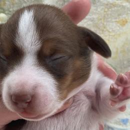 Moose - Chocolate Dachshund puppy in Great Bend, Pennsylvania from Dashing Doxies