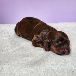 Oaklynn - Sable female Cockapoo puppy in Louisburg, North Carolina from Raven Oak's Mini Cockapoos and Mini Dachshunds
